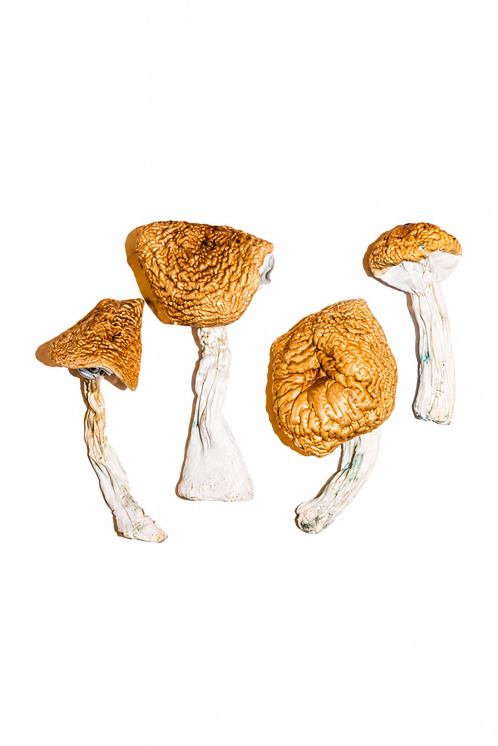 Burmese Magic Mushrooms