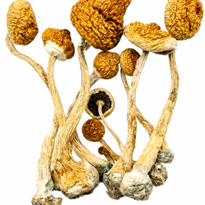 Golden Teachers Magic Mushrooms