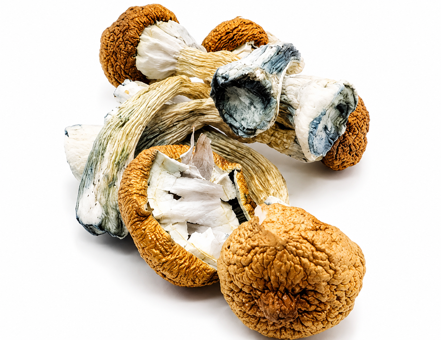 Blue Meanie Magic Mushrooms