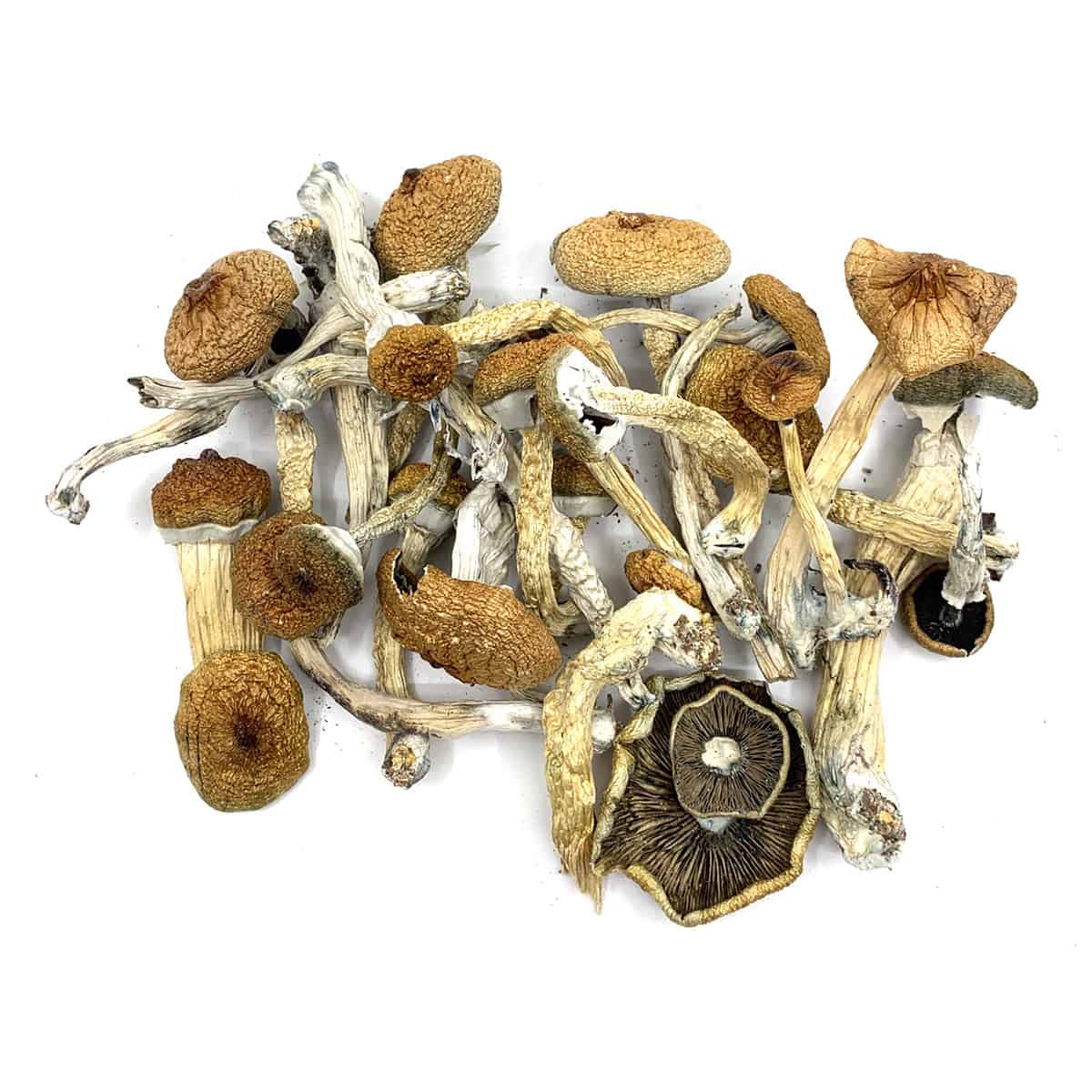 Blue Meanie Magic Mushrooms